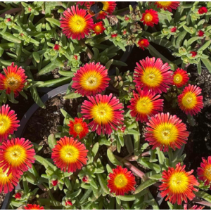 Delosperma cultivars 'Suntropics Fire' / Maukleht 'Suntropics Fire'